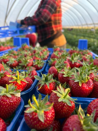 Reihe von Erdbeeren in einem Gewächshaus, während eine Person dahinter arbeitet.