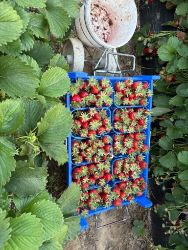 Frische Erdbeeren in blauen Kisten, umgeben von grünen Pflanzen.