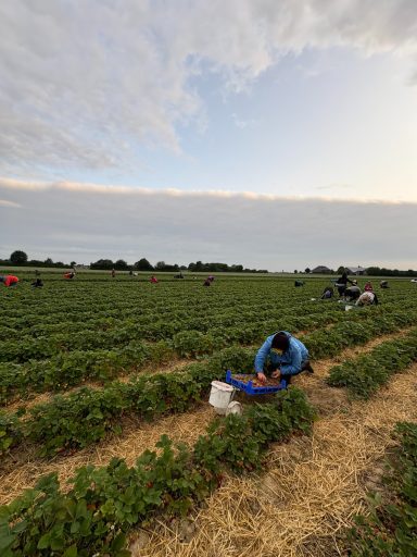 Personen sammeln Erdbeeren auf einem Feld, umgeben von Pflanzen und einem bewölkten Himmel.