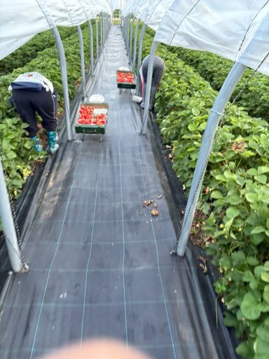 Zwei Personen ernten Erdbeeren in einem Gewächshaus zwischen Reihen grüner Pflanzen.